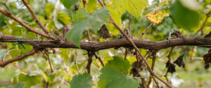 detail of grapevine