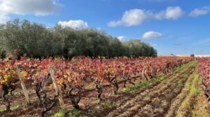 Attanasio vineyard