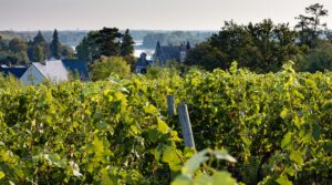 Chateau de l'Eperonniere vineyard