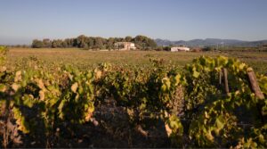 Chateau Valcombe vineyard