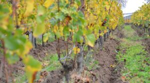 Clos Saint Andre vineyard