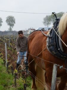 Desmarty in field