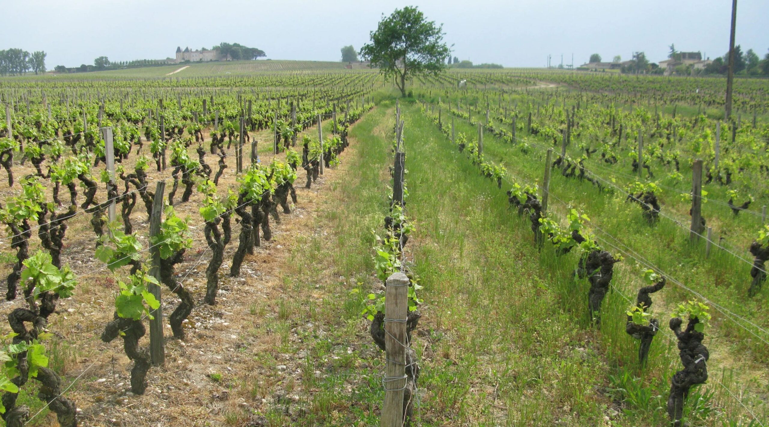 Cru d'Arche Pugneau vineyard