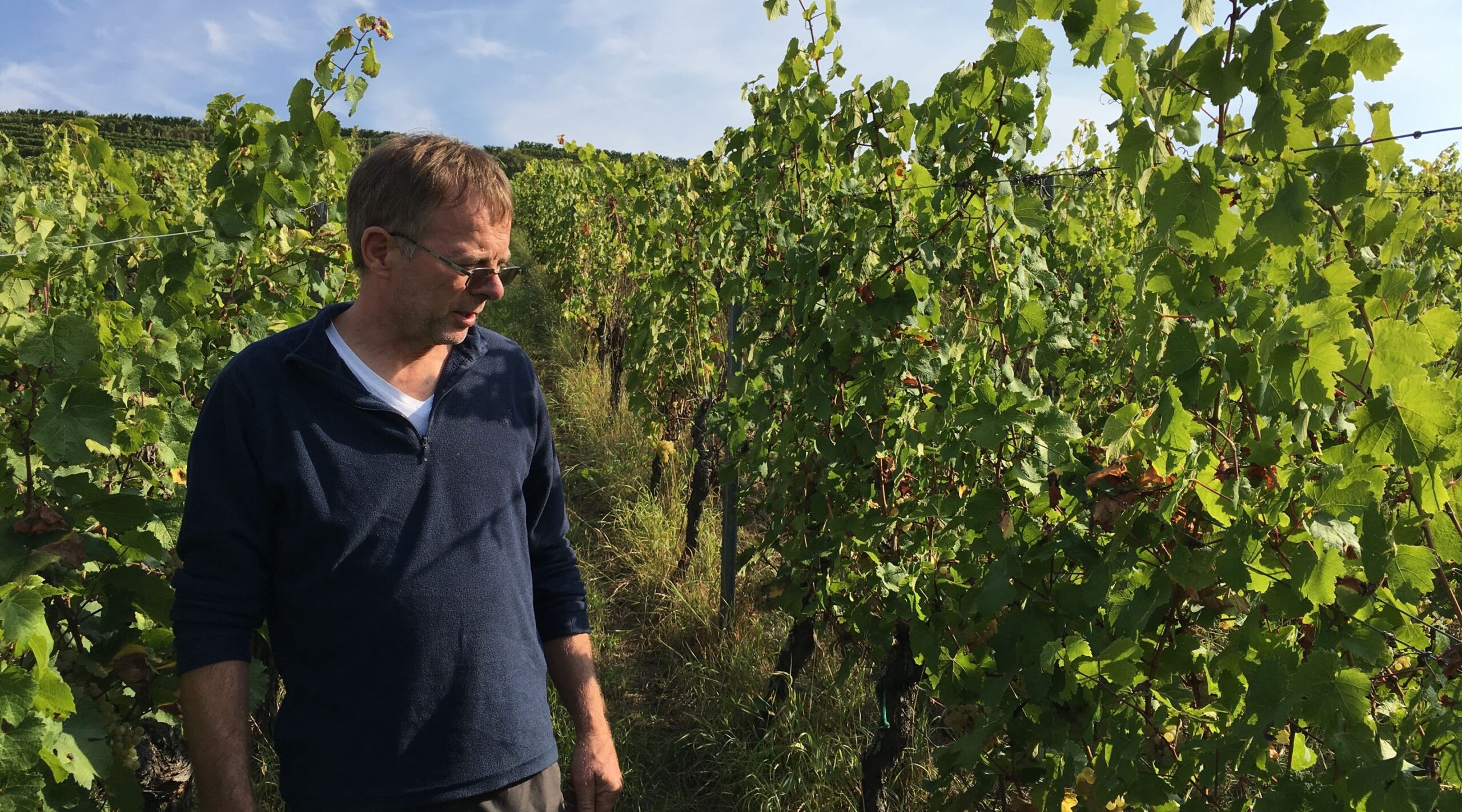 Domaine Bechtold vineyard