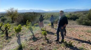 Domaine de l'Horizon vineyard