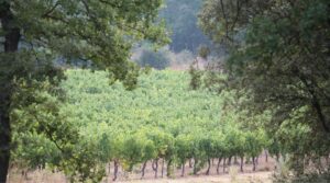 Domaine Gavoty vineyard