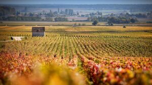 Domaine Hoffmann-Jayer vineyard