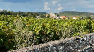Domaine du Meix-Foulot vineyard