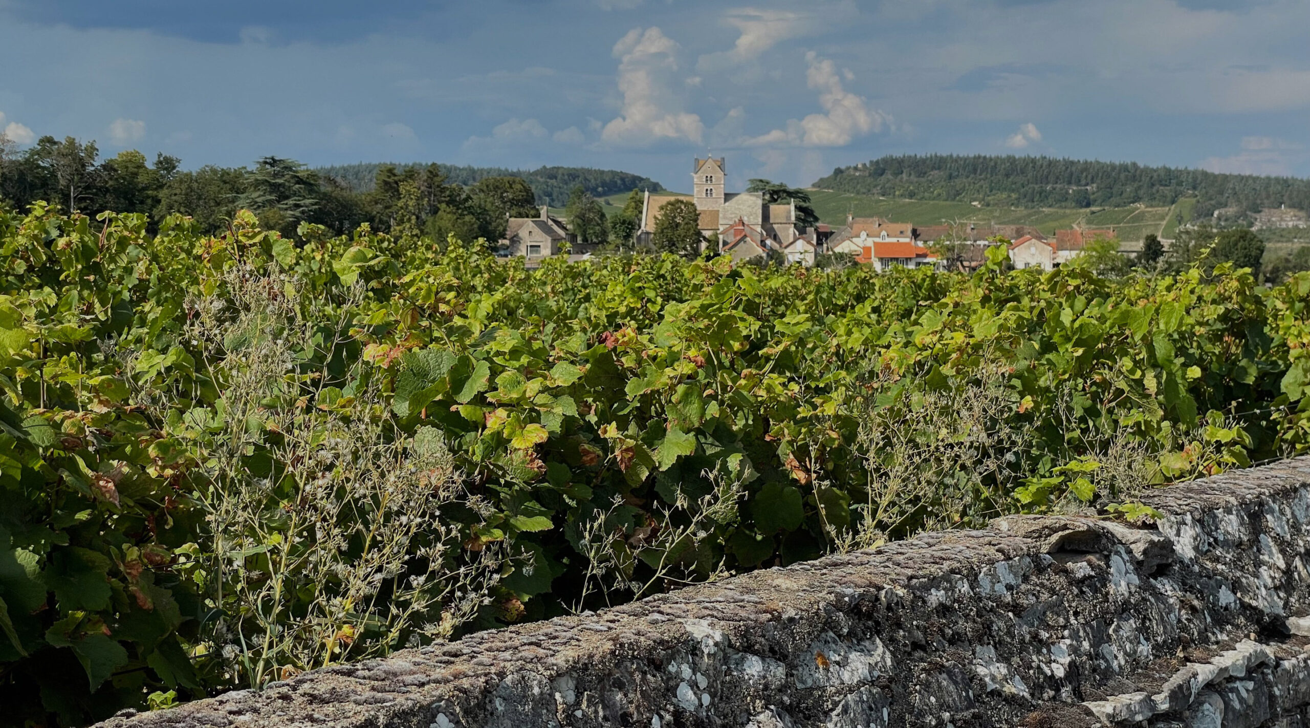 Domaine du Meix Foulot vineyard