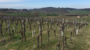 Domaine Pecheur vineyard