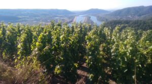 Etienne Becheras vineyard